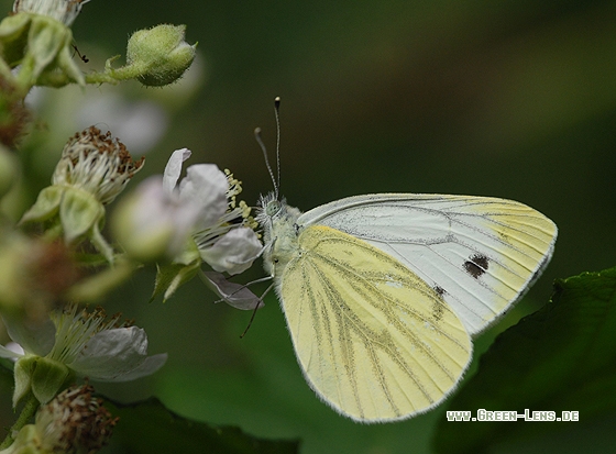 Großer Kohlweißling - Copyright Christian Gelpke