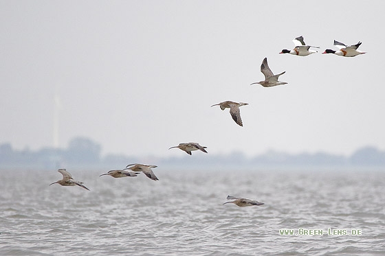 Großer Brachvogel - Copyright Stefan Pfützke