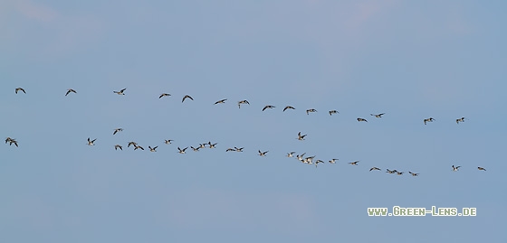 Großer Brachvogel - Copyright Stefan Pfützke