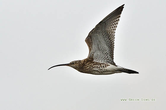 Großer Brachvogel - Copyright Stefan Pfützke