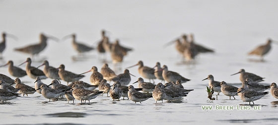 Großer Knutt - Copyright Stefan Pfützke