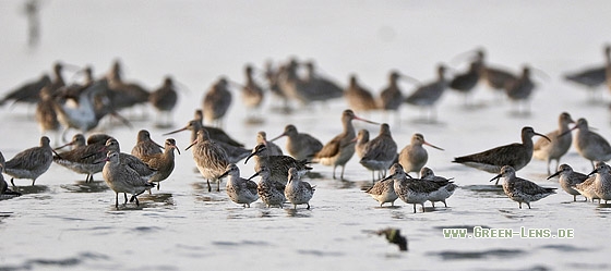 Großer Knutt - Copyright Stefan Pfützke