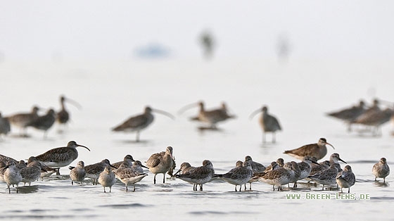 Großer Knutt - Copyright Stefan Pfützke