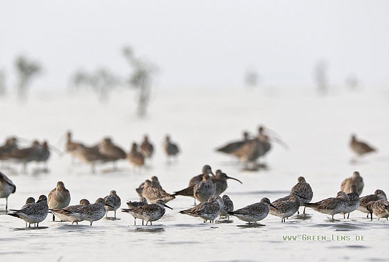 Großer Knutt - Copyright Stefan Pfützke