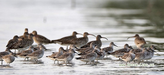 Großer Knutt - Copyright Stefan Pfützke