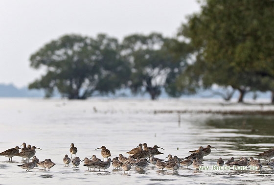 Großer Knutt - Copyright Stefan Pfützke