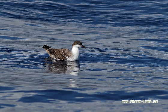 Großer Sturmtaucher - Copyright Stefan Pfützke