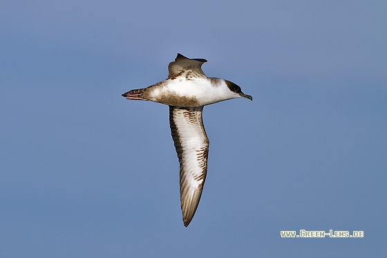 Großer Sturmtaucher - Copyright Stefan Pfützke