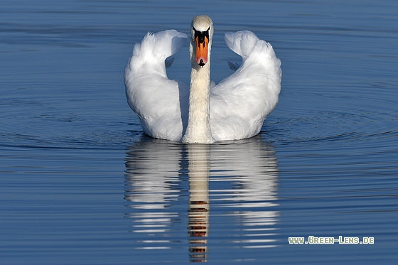 Höckerschwan - Copyright Stefan Pfützke
