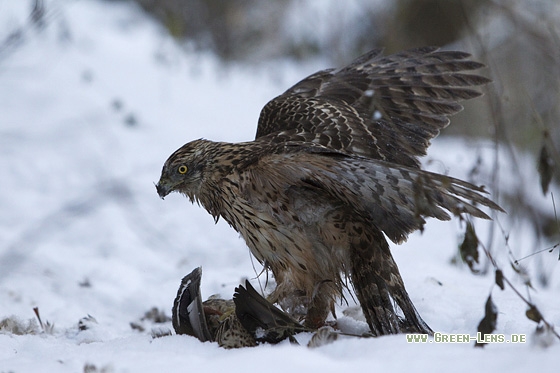 Habicht - Copyright Mathias Putze