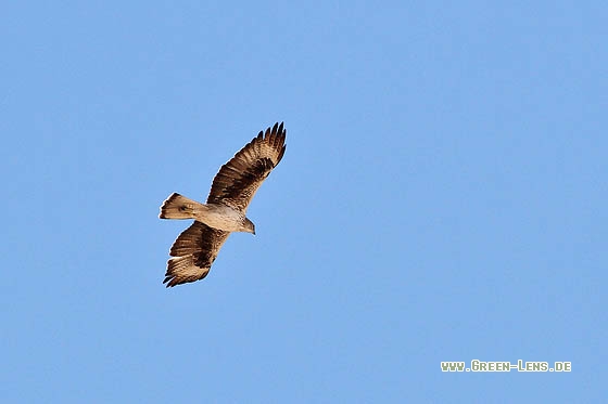 Habichtsadler - Copyright Stefan Pfützke