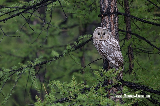 Habichtskauz - Copyright Mathias Putze