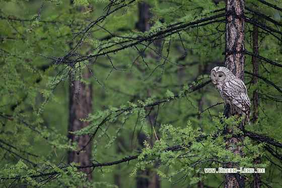 Habichtskauz - Copyright Mathias Putze