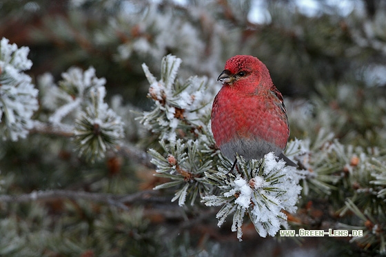 Hakengimpel - Copyright Stefan Pfützke