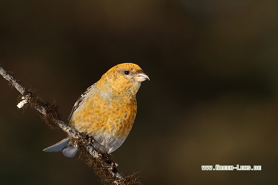 Hakengimpel - Copyright Stefan Pfützke
