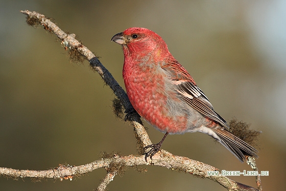 Hakengimpel - Copyright Stefan Pfützke