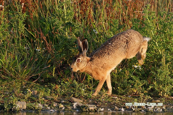 Hase - Copyright Stefan Pfützke
