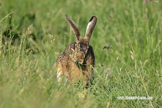 Europäischer Feldhase - Copyright Stefan Pfützke