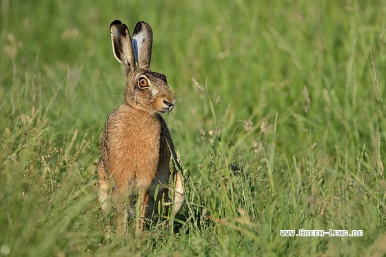 Europäischer Feldhase - Copyright Stefan Pfützke
