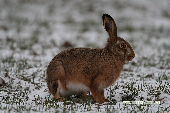 Europäischer Feldhase - Copyright Stefan Pfützke