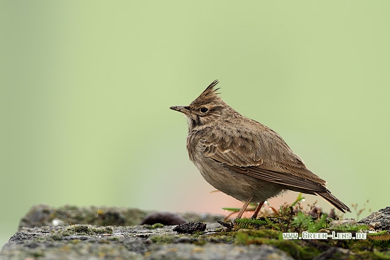 Haubenlerche - Copyright Stefan Pfützke
