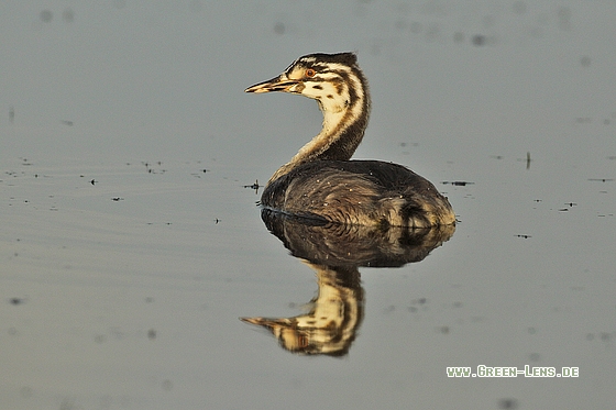 Haubentaucher - Copyright Stefan Pfützke