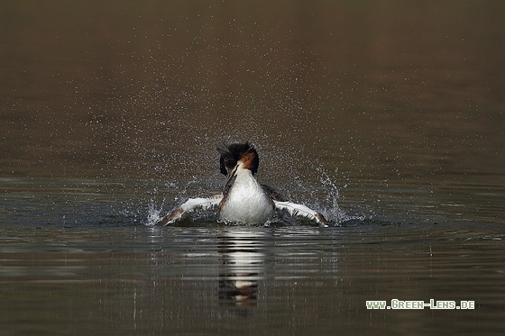 Haubentaucher - Copyright Stefan Pfützke