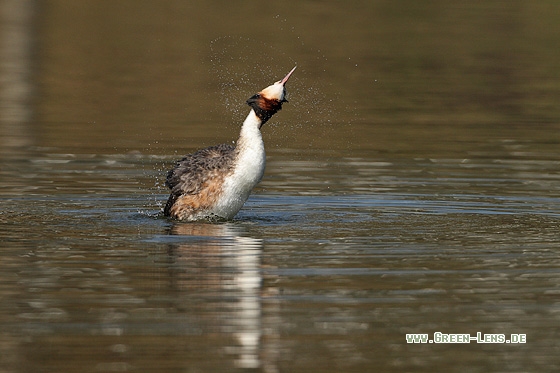 Haubentaucher - Copyright Stefan Pfützke
