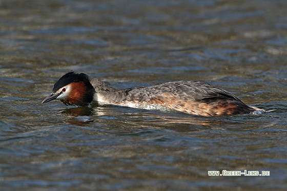 Haubentaucher - Copyright Stefan Pfützke