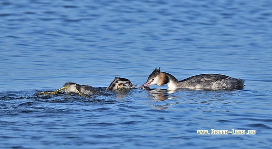 Haubentaucher - Copyright Stefan Pfützke