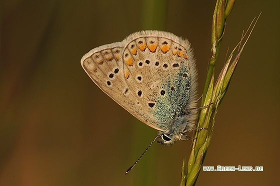 Hauhechel-Bläuling - Copyright Christian Gelpke