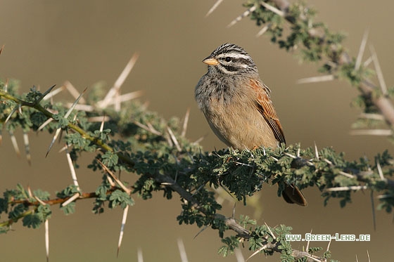 Hausammer - Copyright Stefan Pfützke