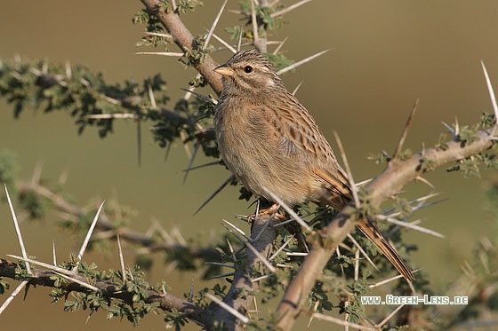 Hausammer - Copyright Stefan Pfützke