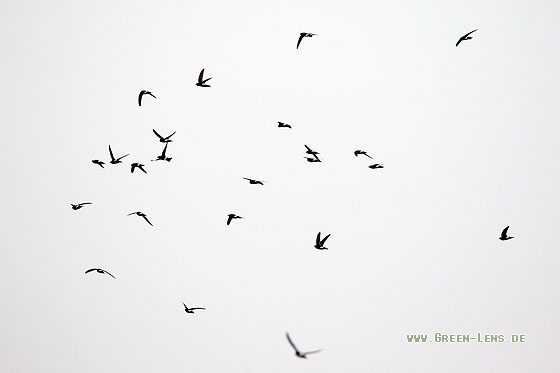 Haussegler - Copyright Stefan Pfützke