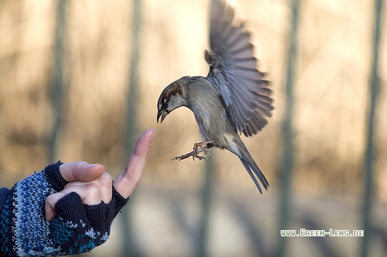Haussperling - Copyright Mathias Putze