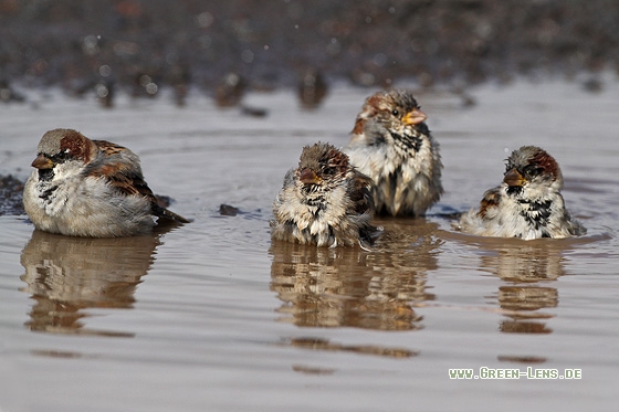 Haussperling - Copyright Stefan Pfützke