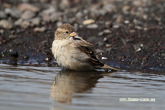 Haussperling - Copyright Stefan Pfützke