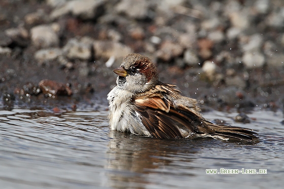 Haussperling - Copyright Stefan Pfützke
