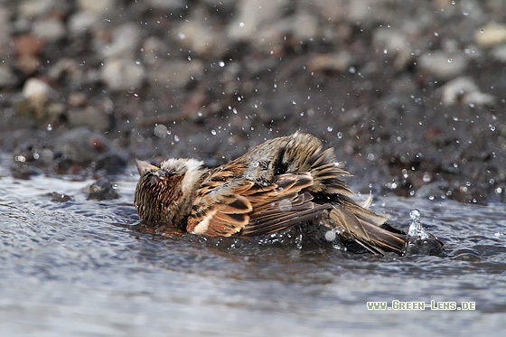 Haussperling - Copyright Stefan Pfützke