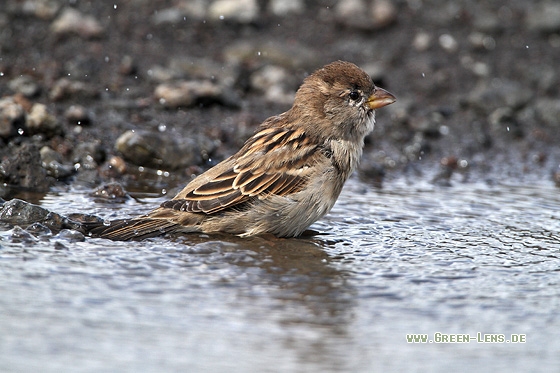 Haussperling - Copyright Stefan Pfützke