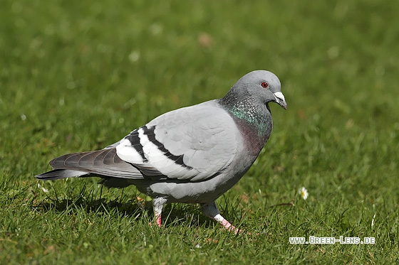 Haustaube - Copyright Stefan Pfützke