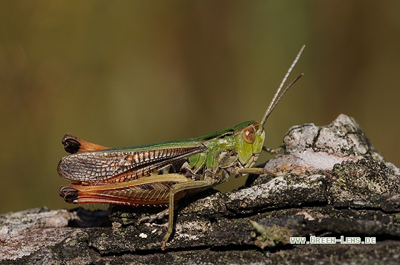 Heidegrashüpfer - Copyright Christian Gelpke