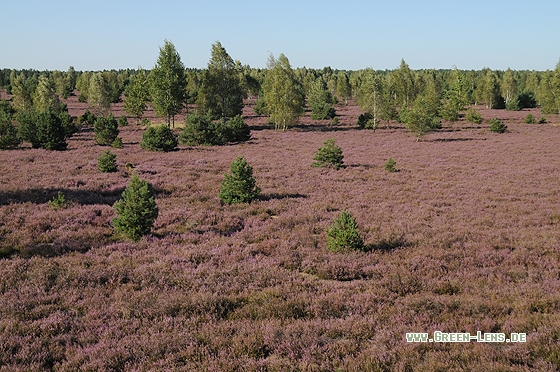 Heidelandschaft - Copyright Christian Gelpke