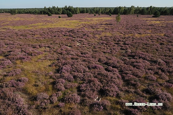 Heidelandschaft - Copyright Christian Gelpke