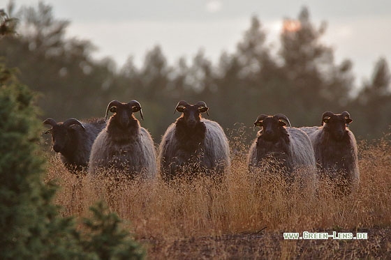 Heidschnucke - Copyright Stefan Pfützke