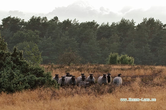 Heidschnucke - Copyright Stefan Pfützke
