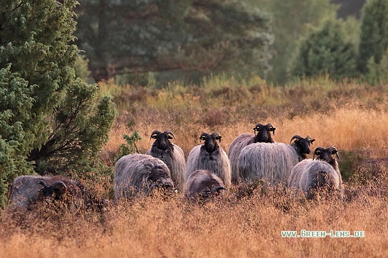 Heidschnucke - Copyright Stefan Pfützke