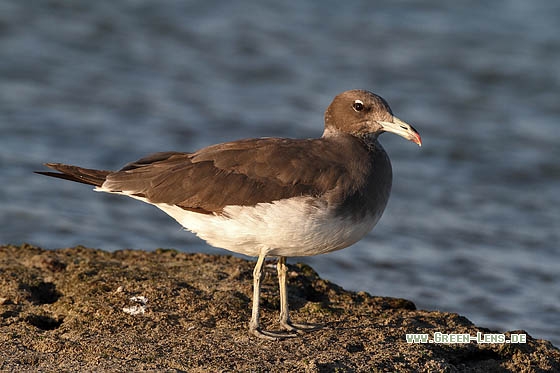 Hemprichmöwe - Copyright Stefan Pfützke