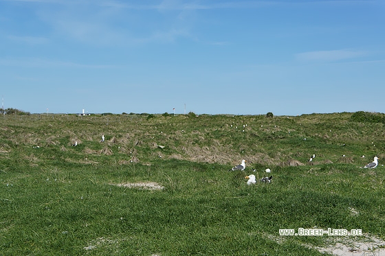 Heringsmöwe - Copyright Stefan Pfützke