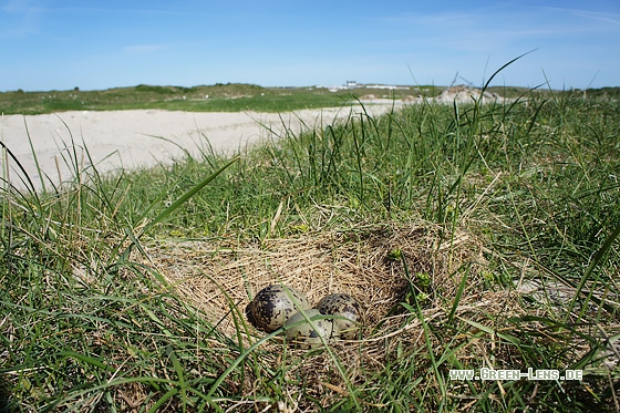Heringsmöwe - Copyright Stefan Pfützke